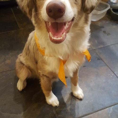 My Aussie Finn was so shy meeting new people! He's
