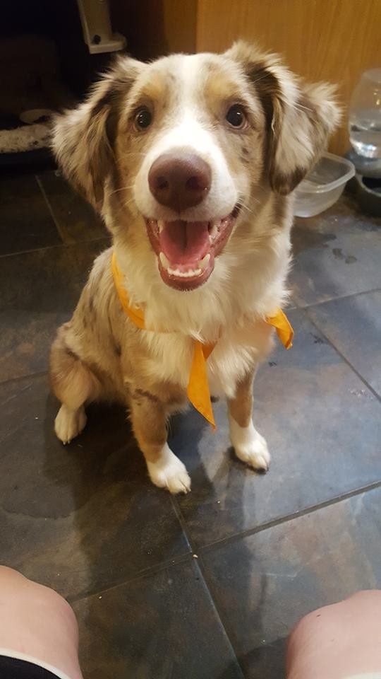 My Aussie Finn was so shy meeting new people! He's