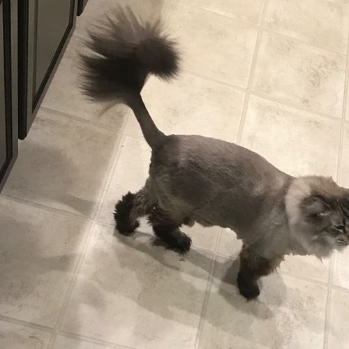 This is my first experience with any groomer and I
