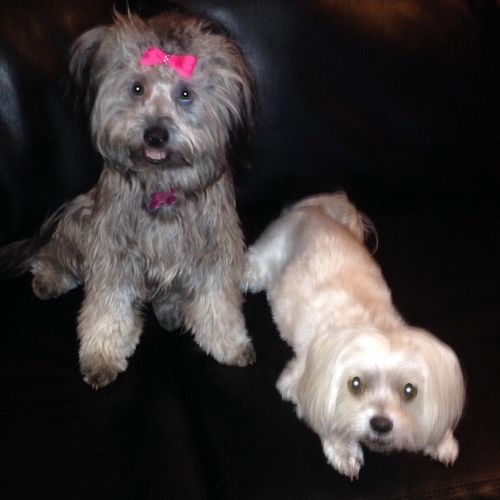 Michelle has groomed our 12-year-old Maltese and o