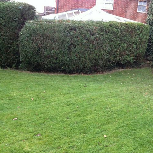 Above Standard cuts my grass and trims my bushes e