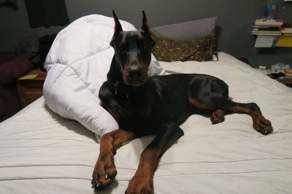 My eight month old Doberman Pinscher Gustavo was t