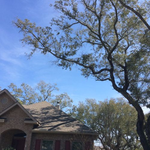 Required three large oak tree branches be trimmed 