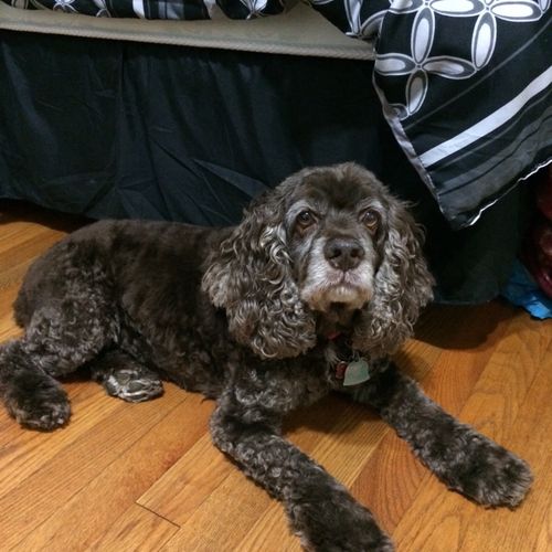 I took my cocker spaniel to get a haircut and she 