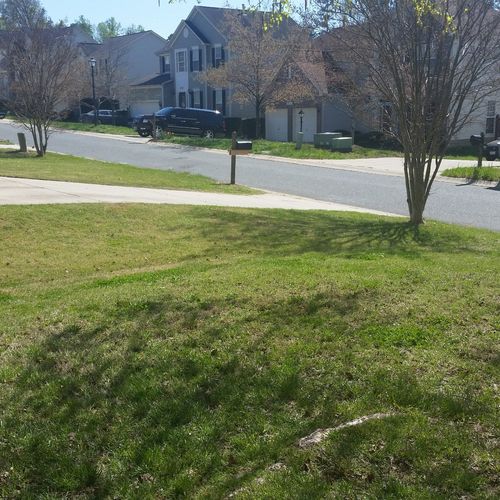 Our regular lawn guy did our front lawn on Monday 