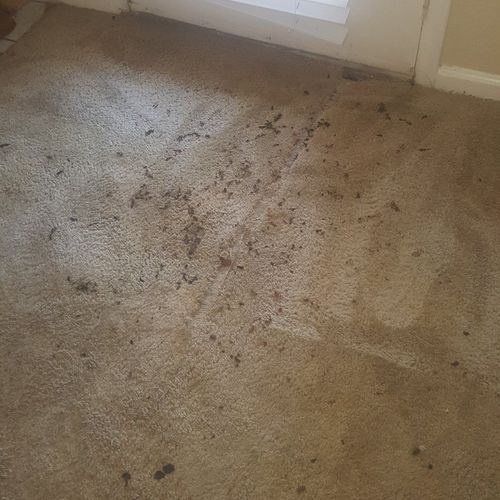 My pets destroyed my carpet...that's what I though