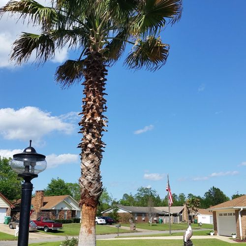 Had our palm tree trimmed. Clint did a great job a