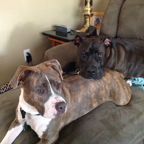 I had both of my pit bulls trained by Christine. S