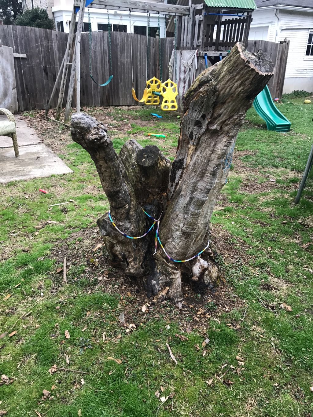 Ken took care of an old japanese maple stump and t