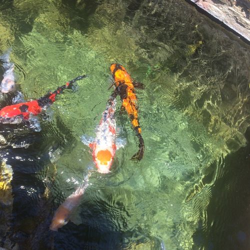 Amazing koi pond services! Greatly recommend