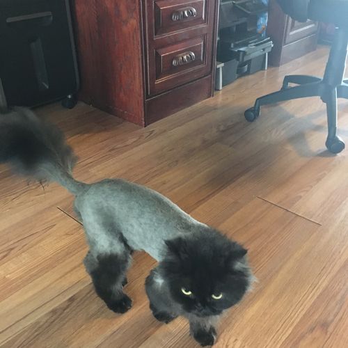 Tammie gave our Persian a lion cut and did a great