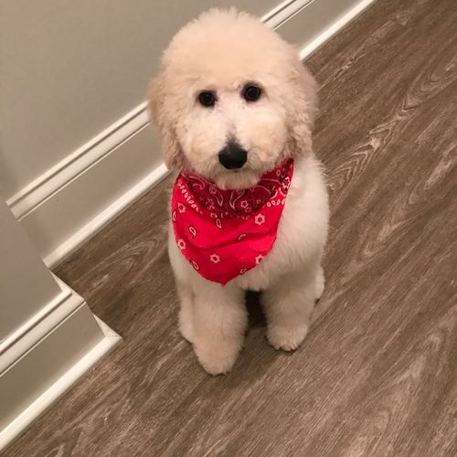 First experience for my puppy Dolly with a groomer