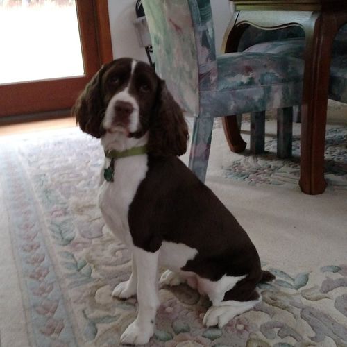 Did a great job with our Springer Spaniel, exactly