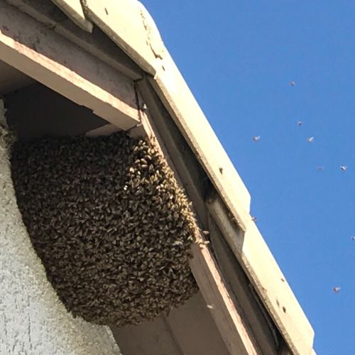 Bees no more