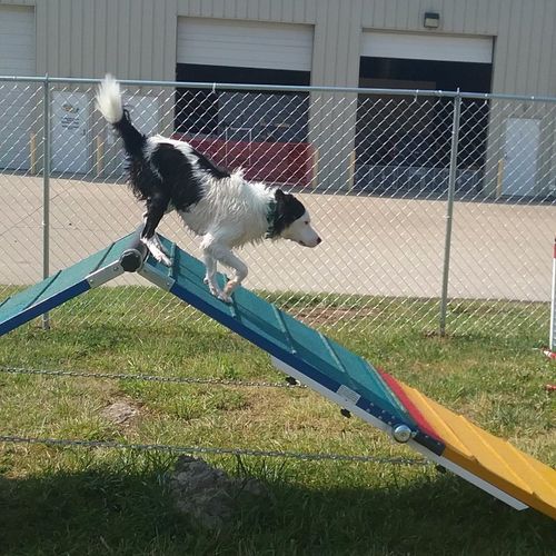 Jett LOVED the pool and the agility equipment...th