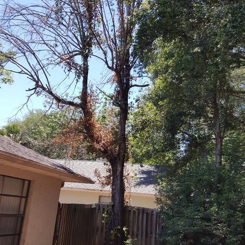 Tree Service was all of the above