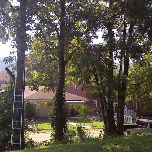 I have had many tree service done in the past and 