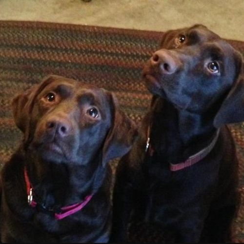 We LOVED working Pawfect! We have two labs from tw