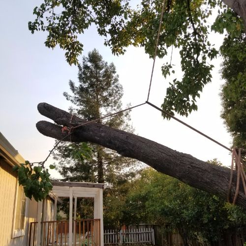 Tree fell on one of my rentals right before the fi