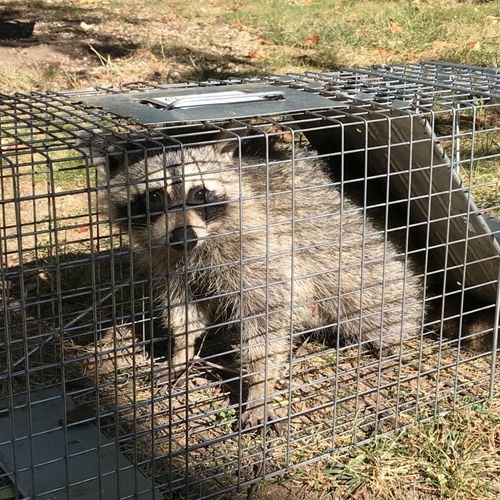 These guys came right away and caught the raccoons