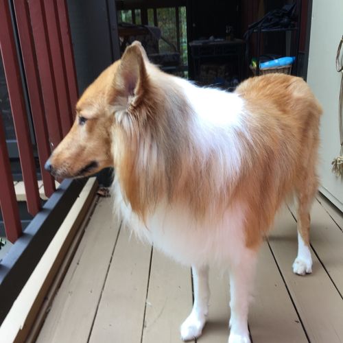 Our collie looks great! His coat is clean, shiny, 