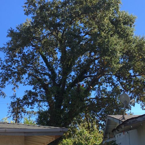 Huge overgrown oak growing over neighbors house.  