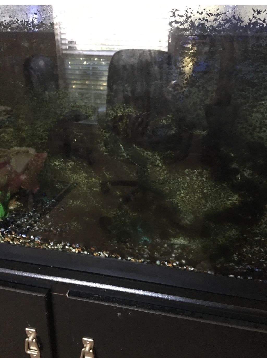 Our tank was DIGUSTING because of algae growth due