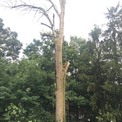 Lake Tree Service did a great job removing a huge 