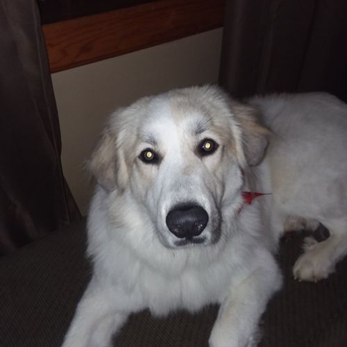 They did a wonderful with my  Great Pyrenees . She