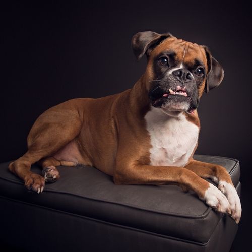 Absolutely love the stunning images of our boxer, 