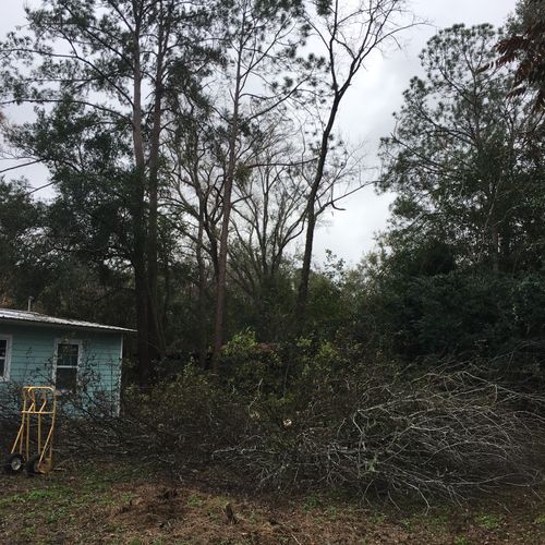 Job needed: removal of two large trees and some tr
