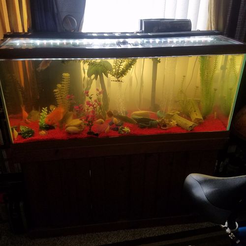 I have three tanks that were cleaned, 55, 65, and 