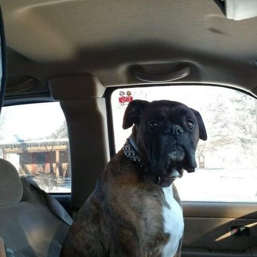 Hot Diggity Dog my boxer loves going here. 
If my 