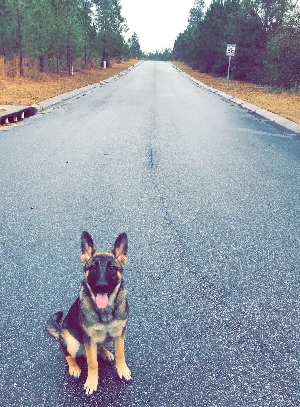 Cheryl took my German Shepherd puppy from a crazy 