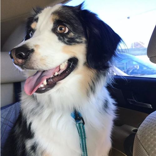 We love Tammy ! 

We have a 2-year old Aussie with