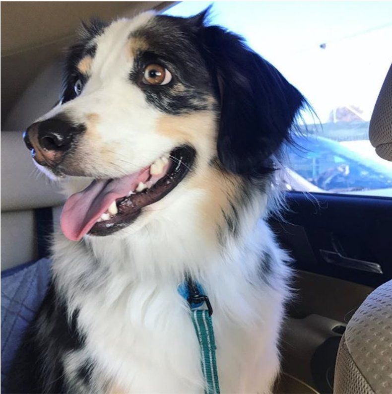 We love Tammy ! 

We have a 2-year old Aussie with