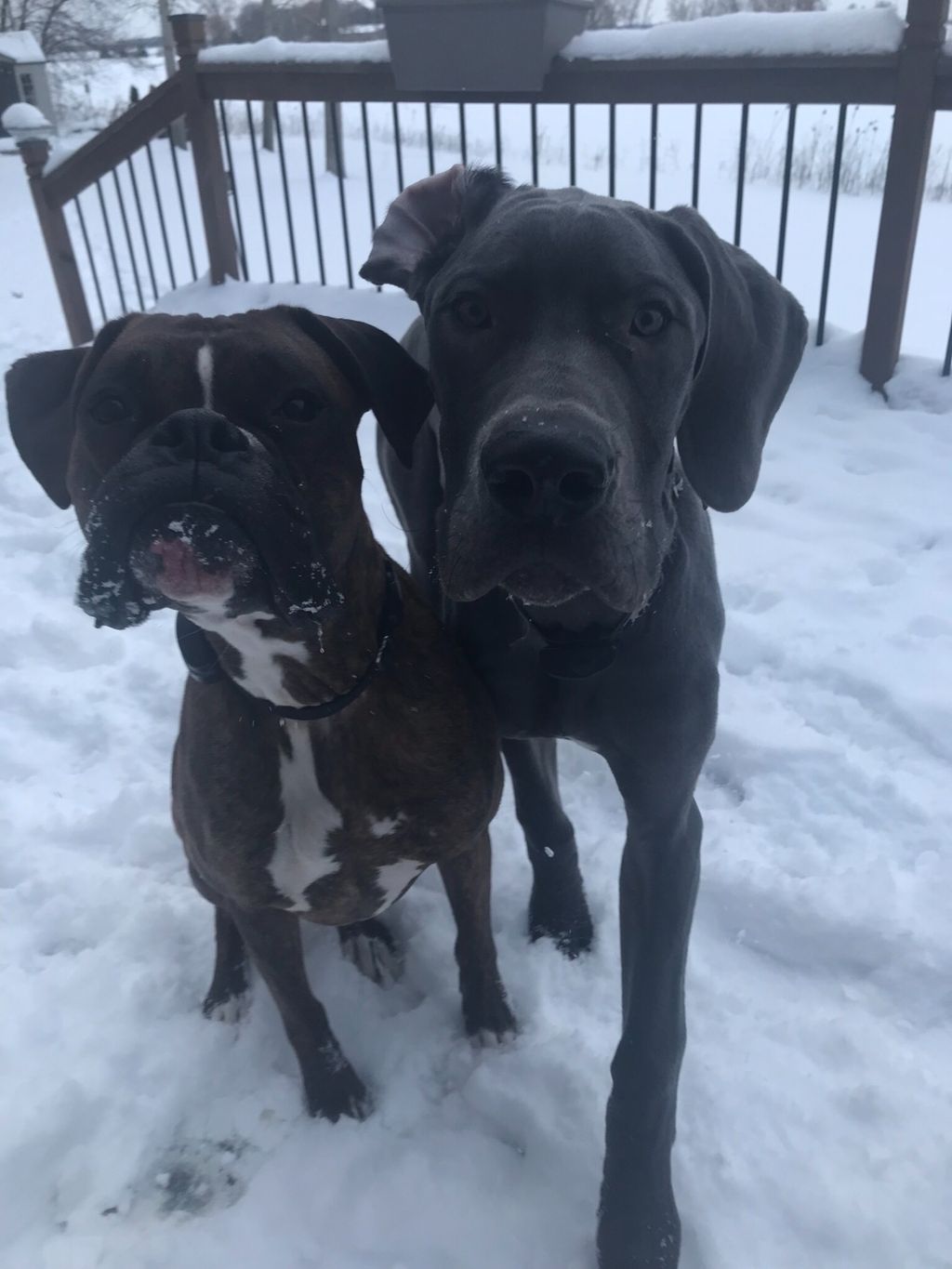 Customer photos
