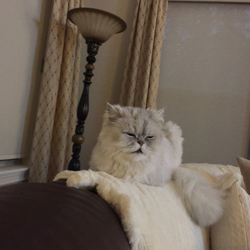 I have two pampered persian cats Ive recently move