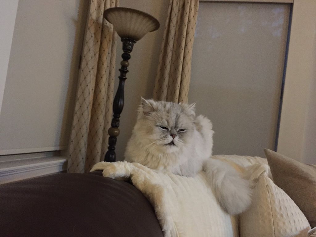 I have two pampered persian cats Ive recently move