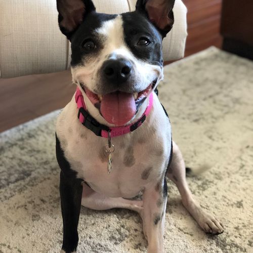 I hired Quinn to work with my Boston Terrier mix (