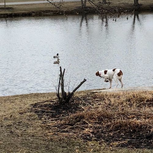 We took our 2 1/2 year old Brittany Spaniel, Stanl