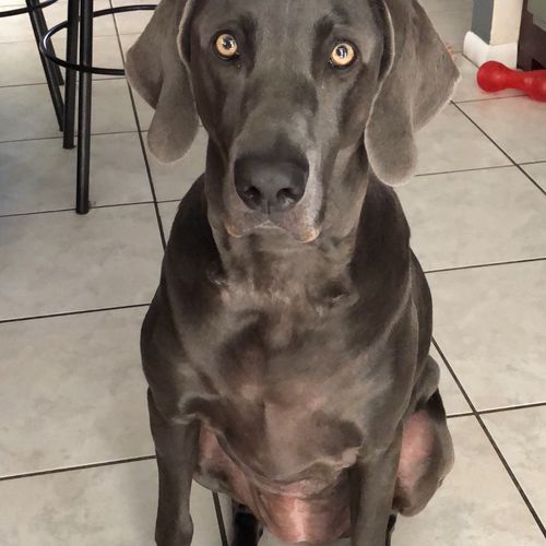 I have a blue Weimaraner who weighed 65 lbs by 1 y