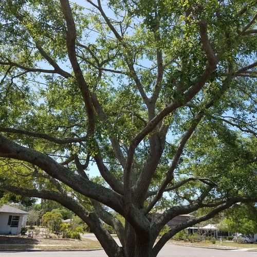 Our tree was done 2 weeks ahead of Hurricane Irma.