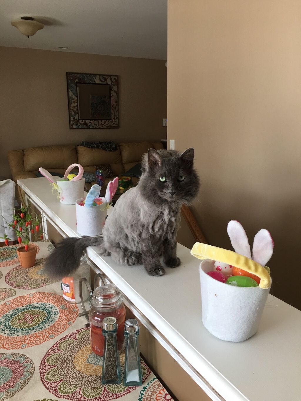 I have a very ornery old cat with long hair. Jean 