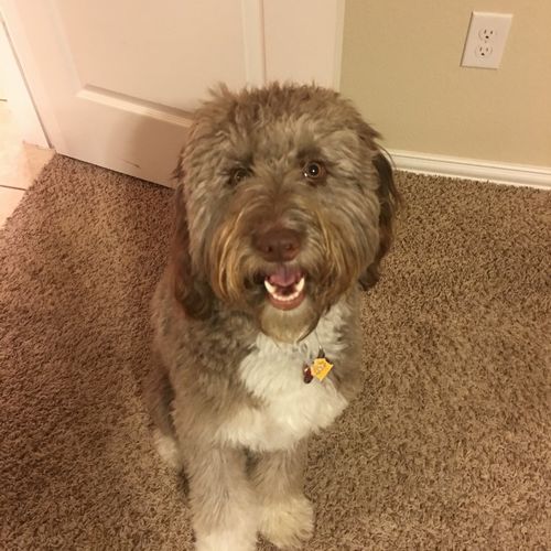 Lynette helped me with my 1 year old Aussiedoodle.