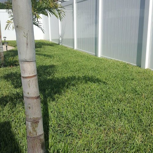 Turner Lawn Care has maintained my lawn and palms 