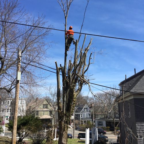 Great and efficient work when cutting down a tree 