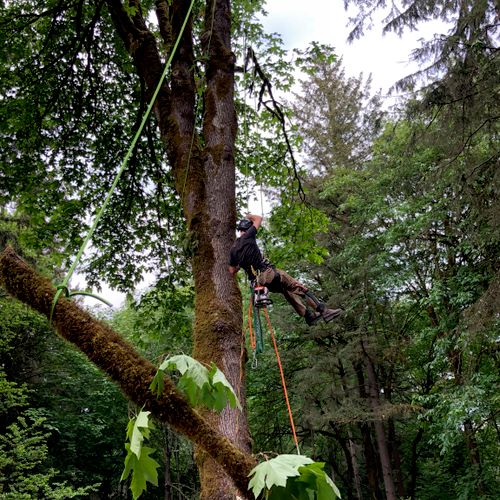 awesome job!  Trim and cutting two huge tree(55fee