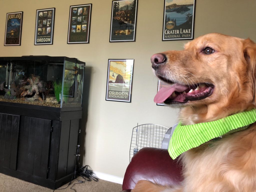 This was the first time we had our golden groomed.