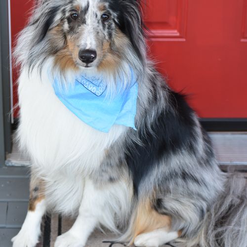 I have a 13 month old Sheltie who is very smart an